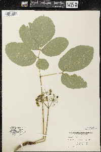 Aralia nudicaulis image