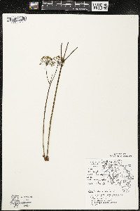 Aralia nudicaulis image