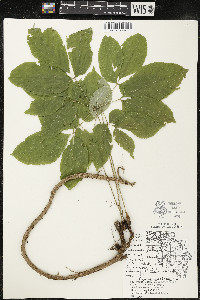 Aralia nudicaulis image