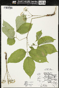 Aralia nudicaulis image