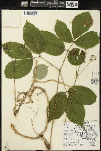 Aralia nudicaulis image