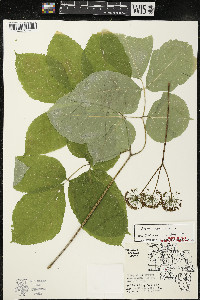 Aralia nudicaulis image