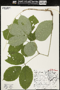 Aralia nudicaulis image