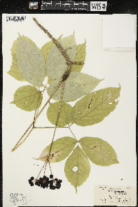 Aralia nudicaulis image