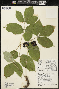 Aralia nudicaulis image