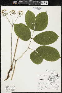 Aralia nudicaulis image