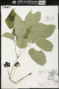 Aralia nudicaulis image