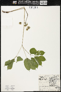 Aralia nudicaulis image