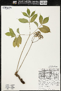 Aralia nudicaulis image