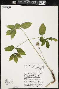 Aralia nudicaulis image