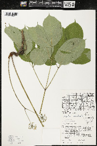 Aralia nudicaulis image