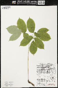 Aralia nudicaulis image