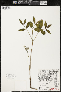 Aralia nudicaulis image