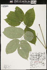 Aralia nudicaulis image