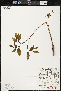 Aralia nudicaulis image