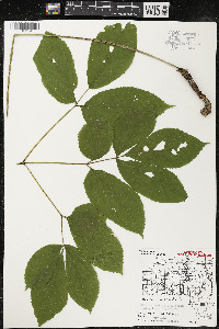 Aralia nudicaulis image