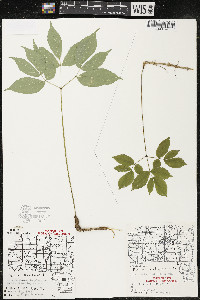 Aralia nudicaulis image