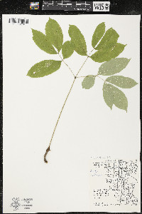 Aralia nudicaulis image