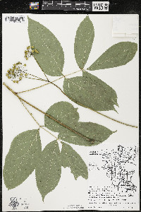 Aralia nudicaulis image