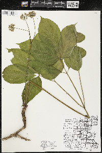 Aralia nudicaulis image