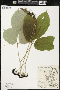 Aralia nudicaulis image