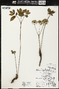 Aralia nudicaulis image