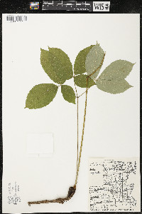 Aralia nudicaulis image