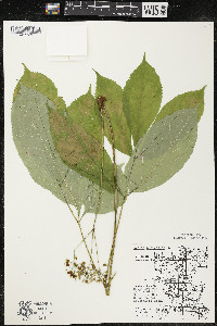 Aralia nudicaulis image