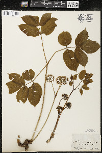 Aralia nudicaulis image