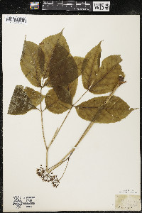 Aralia nudicaulis image