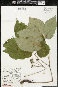 Aralia nudicaulis image