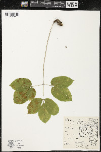 Aralia nudicaulis image