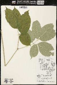 Aralia nudicaulis image