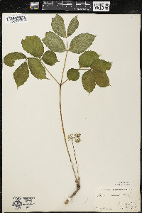 Aralia nudicaulis image