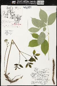 Aralia nudicaulis image