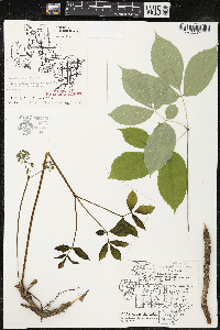 Aralia nudicaulis image