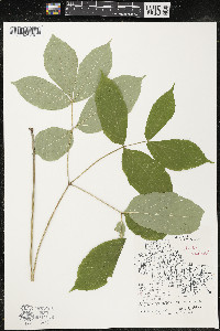 Aralia nudicaulis image