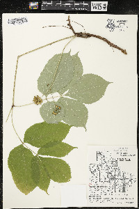 Aralia nudicaulis image