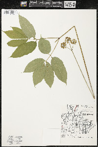 Aralia nudicaulis image