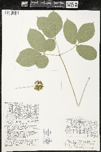 Aralia nudicaulis image