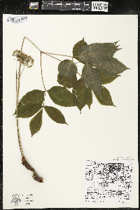 Aralia nudicaulis image