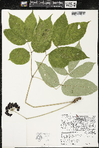 Aralia nudicaulis image