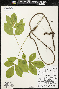 Aralia nudicaulis image