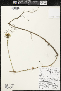 Aralia nudicaulis image