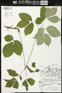 Aralia nudicaulis image