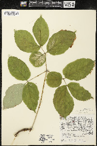 Aralia nudicaulis image