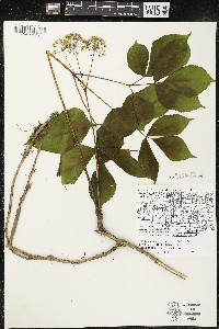 Aralia nudicaulis image