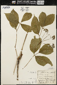 Aralia nudicaulis image