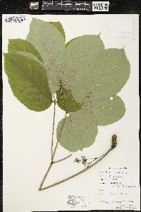 Aralia nudicaulis image