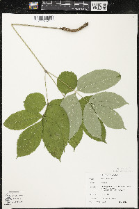 Aralia nudicaulis image